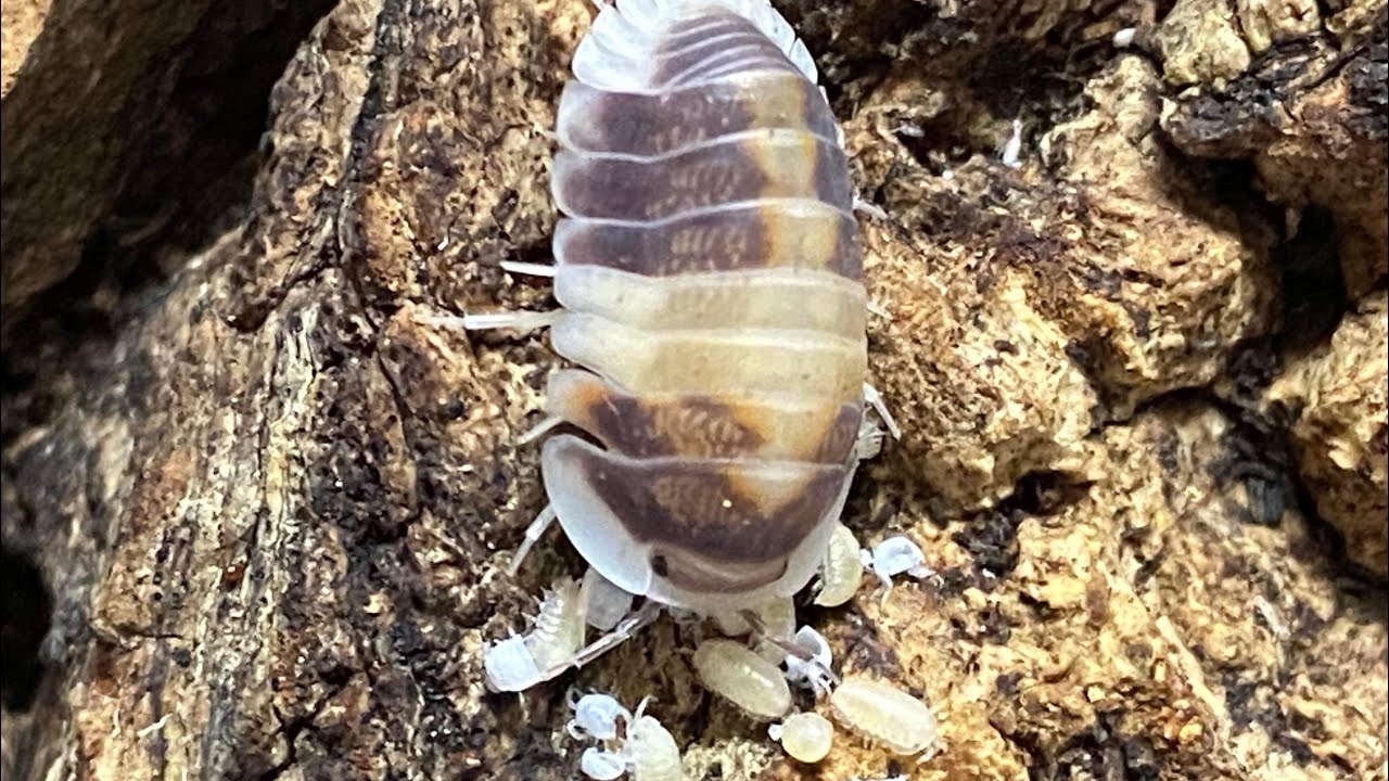 Cubaris sp. Cappuccino
