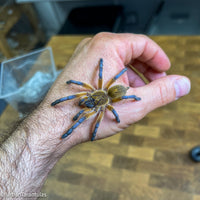 Harpactira Pulchripes - Golden Blue Leg Baboon