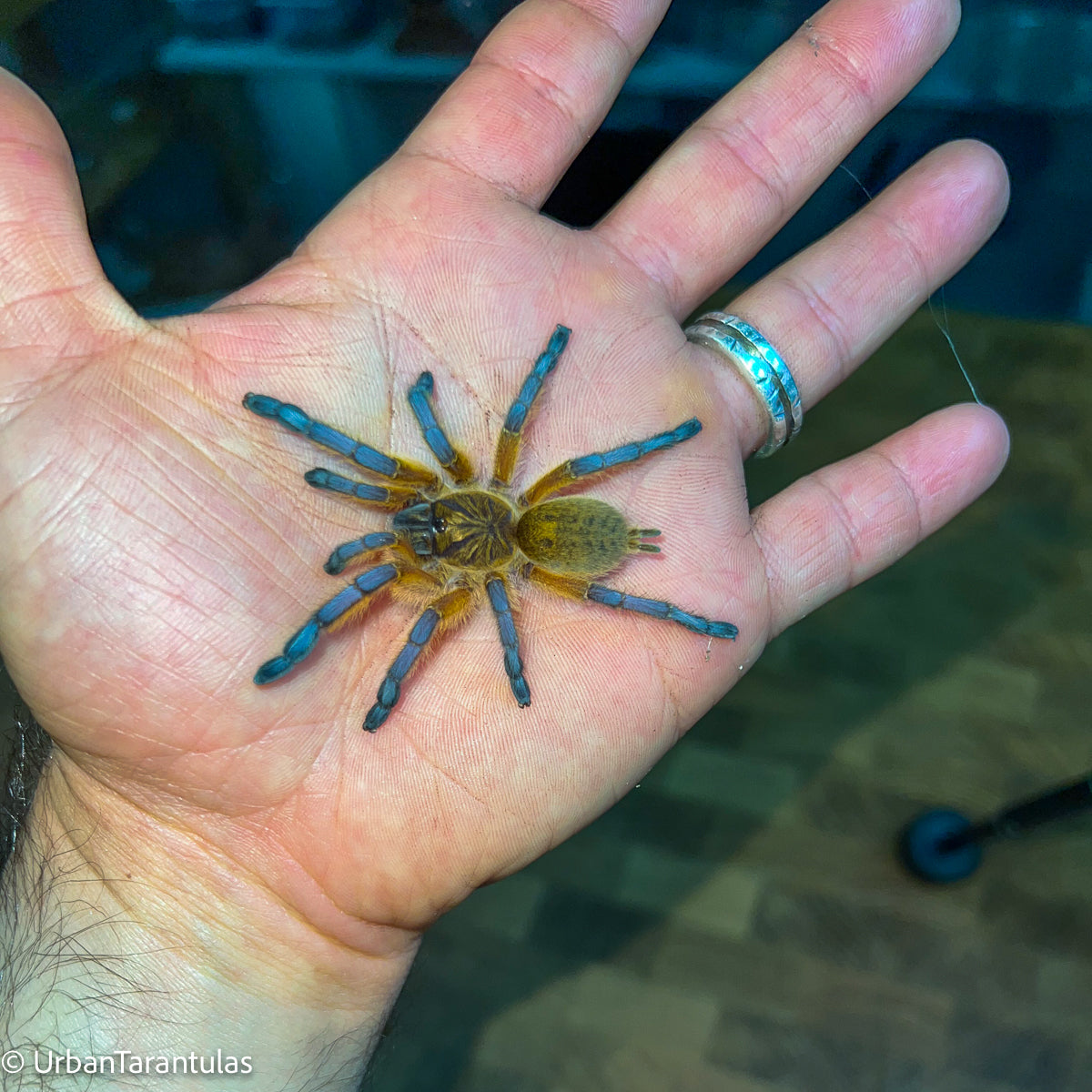Harpactira Pulchripes - Golden Blue Leg Baboon