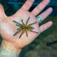 Harpactira Pulchripes - Golden Blue Leg Baboon