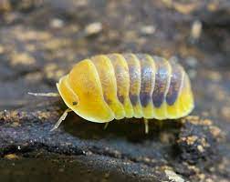 Cubaris sp. Jupiter