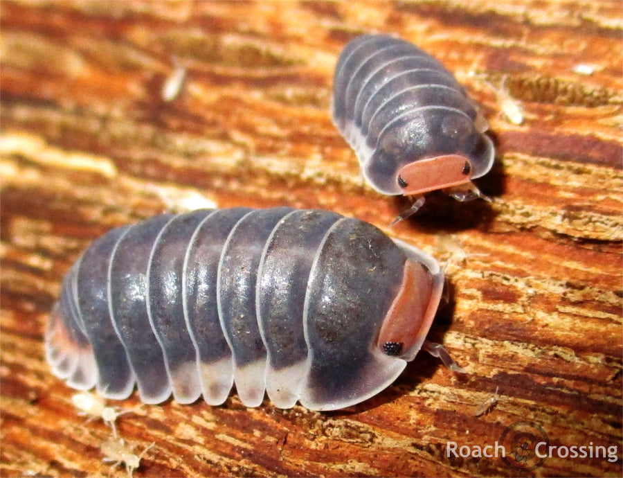 Cubaris sp. Pak Chong
