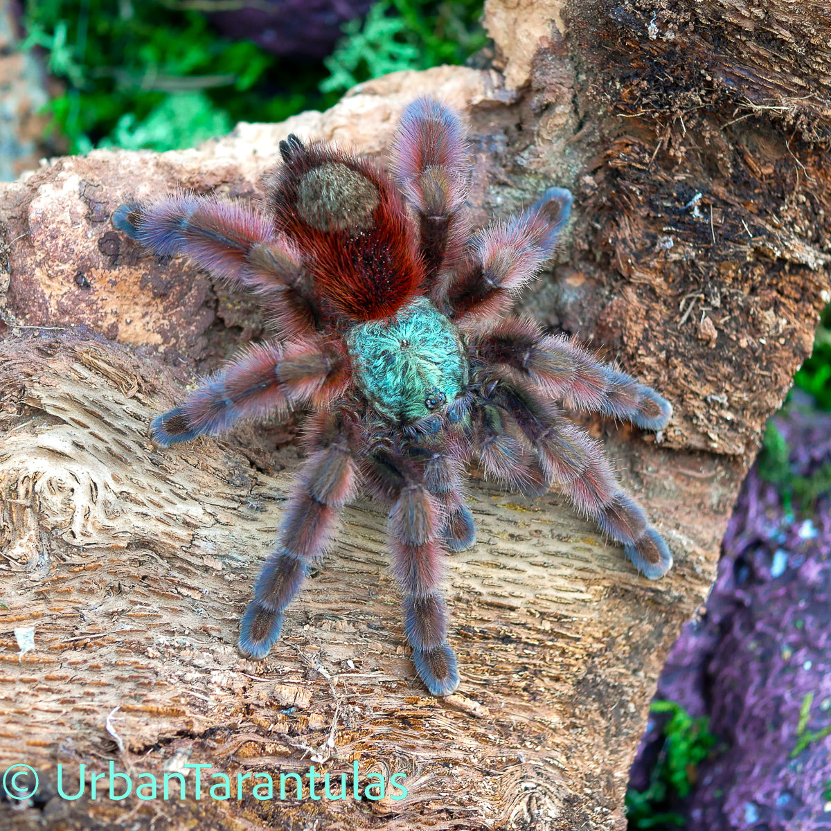 Versicolor Pinktoe tarantula juveniles and adults females juveniles for