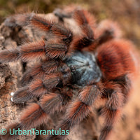 Caribena versicolor - Antilles Pinktoe Tarantula babies