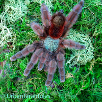 Caribena versicolor - Antilles Pinktoe Tarantula babies