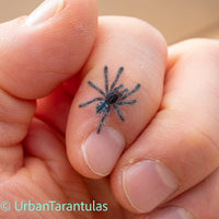 Caribena versicolor - Antilles Pinktoe Tarantula babies