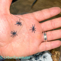 Caribena versicolor - Antilles Pinktoe Tarantula babies