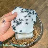 Caribena versicolor - Antilles Pinktoe Tarantula babies