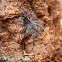 Caribbean Versicolor - Adults / Juveniles / Females / Males