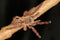 Aspinochilus rufus - Peach Earth Tiger Tarantula