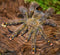 Avicularia rufa - Yellow Banded Pinktoe Tarantula