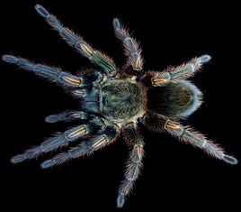 Ewok pruriens - Peruvian Green Velvet Tarantula - amazing beginner