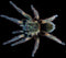 Ewok pruriens - Peruvian Green Velvet Tarantula - amazing beginner