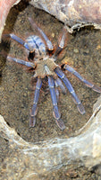 Phormingochilus sp. Sabah Blue - Blue Earth Tiger