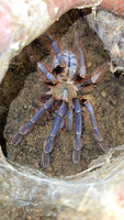 Phormingochilus sp. Sabah Blue - Blue Earth Tiger