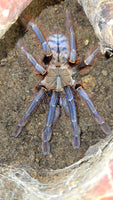 Phormingochilus sp. Sabah Blue - Blue Earth Tiger