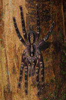 Poecilotheria ornata - Fringed Ornamental Tarantula