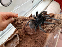 Pamphobeteus Santo Domingo Goliath -  Goliath Domingo Tarantula RARE