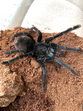 Pamphobeteus Santo Domingo Goliath -  Goliath Domingo Tarantula RARE