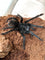 Pamphobeteus Santo Domingo Goliath -  Goliath Domingo Tarantula RARE