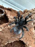 Pamphobeteus Santo Domingo Goliath -  Goliath Domingo Tarantula RARE
