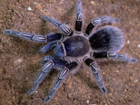 Aphonopelma seemanni – Costa Rican Zebra Tarantula