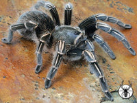 Aphonopelma seemanni - Costa Rican Zebra Tarantula