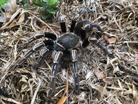 Aphonopelma seemanni - Costa Rican Zebra Tarantula