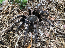 Aphonopelma seemanni - Costa Rican Zebra Tarantula