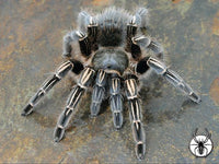 Aphonopelma seemanni - Costa Rican Zebra Tarantula