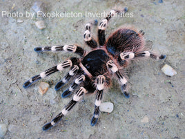 Acanthoscurria geniculata - Brazilian Whiteknee