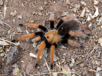 Aphonopelma bicoloratum - Mexican Blood-Leg Tarantula