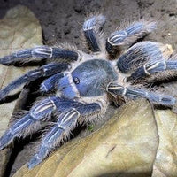 Aphonopelma seemanni – Costa Rican Zebra Tarantula