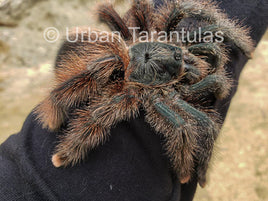 Avicularia Braunshauseni - Giant Pink toe tarantula