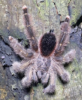 Avicularia huriana — Ecuadorian Woolly Pink Toe Tarantula