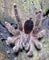 Avicularia huriana — Ecuadorian Woolly Pink Toe Tarantula