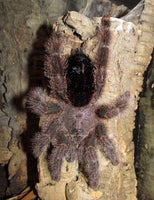 Avicularia huriana — Ecuadorian Woolly Pink Toe Tarantula