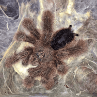 Avicularia huriana — Ecuadorian Woolly Pink Toe Tarantula