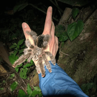 Avicularia huriana — Ecuadorian Woolly Pink Toe Tarantula