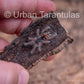 Avicularia Peru Purple - Jurensis pink toe