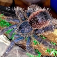 Avicularia Peru Purple - Jurensis pink toe