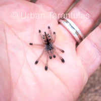 Avicularia Peru Purple - Jurensis pink toe