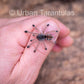 Avicularia Peru Purple - Jurensis pink toe