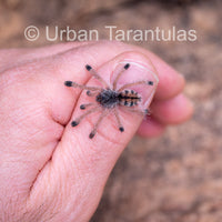 Avicularia Peru Purple - Jurensis pink toe