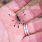 Avicularia Peru Purple - Jurensis pink toe