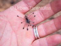 Avicularia Peru Purple - Jurensis pink toe