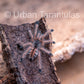 Avicularia Peru Purple - Jurensis pink toe