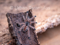 Avicularia Peru Purple - Jurensis pink toe