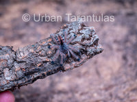 Avicularia Peru Purple - Jurensis pink toe
