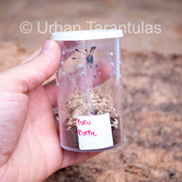 Avicularia Peru Purple - Jurensis pink toe